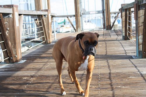 Lost Boxer brown and white named Max in Fort McMurray