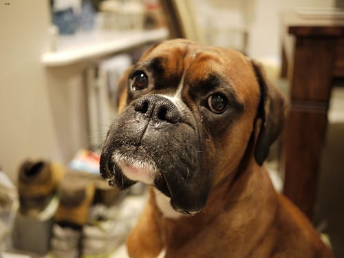 Lost Boxer brown and white named Lucy in Stratford