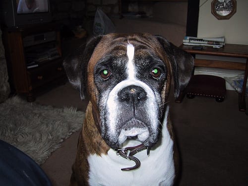 Lost Boxer chocolate named Zoey in Burlington