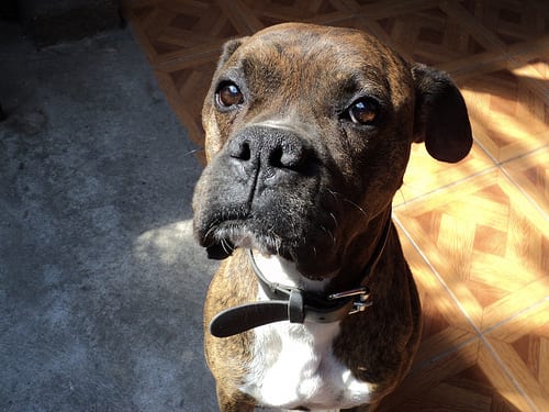 Lost Boxer golden named Maggie in Edmonton