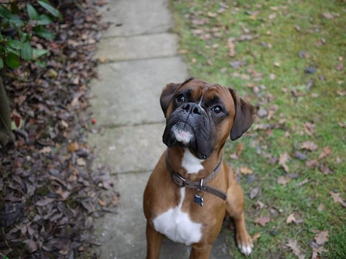 Lost Boxer white named Molly in Ottawa