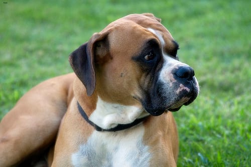 Lost Boxer grey named Rosie in Saskatoon