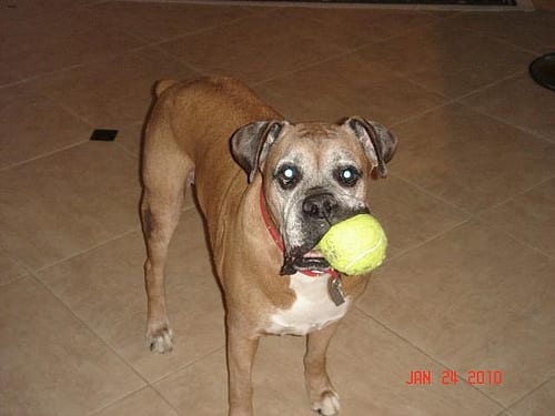 Lost Boxer black and white named Bailey in Barrie