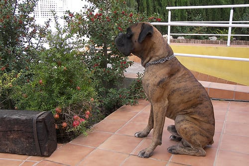 Lost Boxer grey named Rosie in Caledon