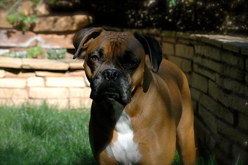 Lost Boxer tan named Diesel in Toronto