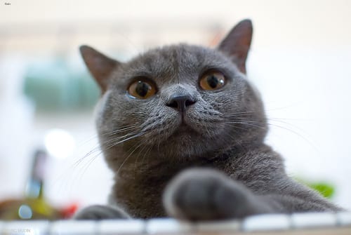 Lost British Shorthair grey tabby named Felix in Vancouver