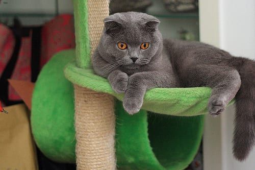 Lost British Shorthair black named Lola in Fort St. John