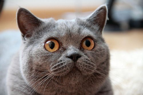 Lost British Shorthair cream named Cleo in Martensville
