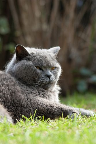 Lost British Shorthair white named Oscar in Montréal