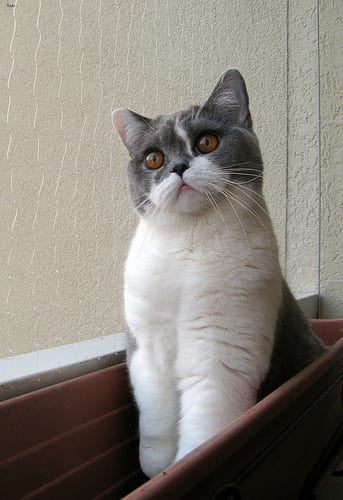 Lost British Shorthair black named Jasper in Montréal