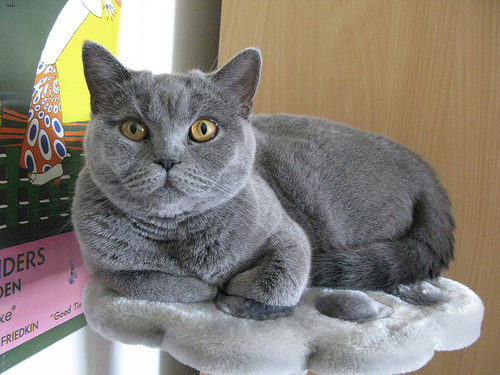 Lost British Shorthair tabby named Chloe in Steinbach