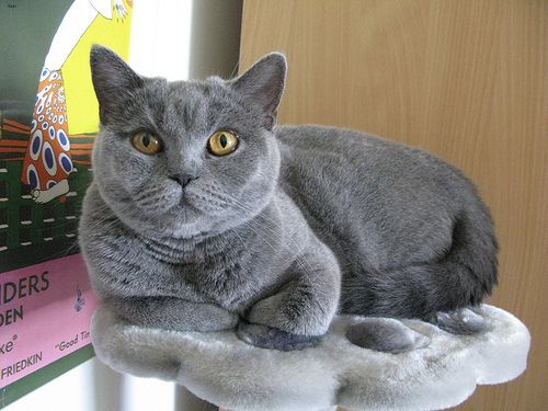 Lost British Shorthair tabby named Chloe in Steinbach