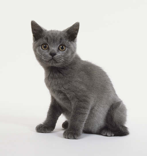 Simba
