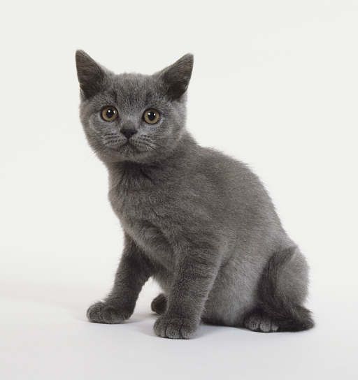 Lost British Shorthair tortoiseshell named Simba in Chatham-Kent