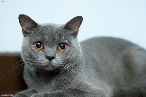 Lost British Shorthair tortoiseshell named Oscar in Truro