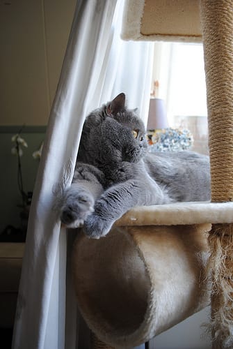 Lost British Shorthair grey named Jasper in Richmond
