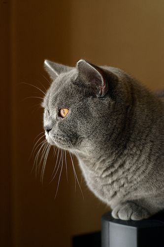 Lost British Shorthair orange tabby named Chloe in Mission