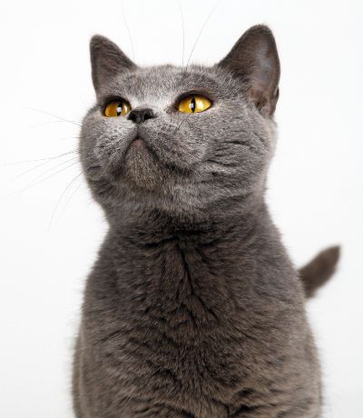 Lost British Shorthair grey tabby named Salem in Saguenay