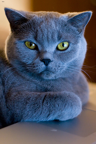 Lost British Shorthair grey tabby named Pumpkin in Calgary