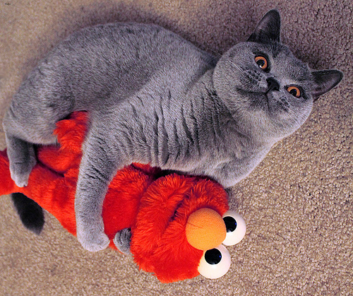 Lost British Shorthair black named Lily in Saskatoon