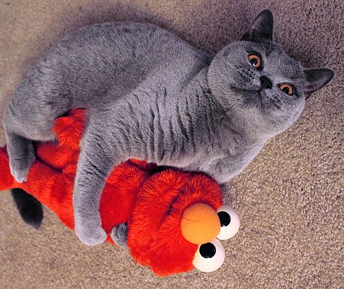 Lost British Shorthair grey tabby named Misty in Wetaskiwin