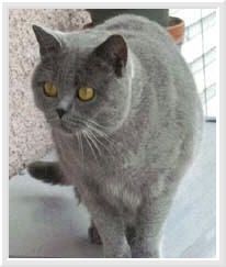 Lost British Shorthair white named Willow in Quinte West