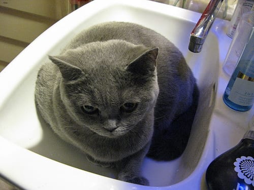 Lost British Shorthair tortoiseshell named Shadow in Iqaluit