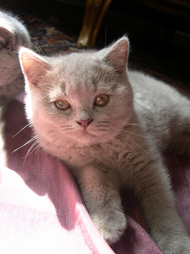 Lost British Shorthair cream named Toby in Squamish