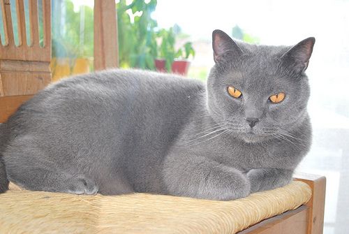 Lost British Shorthair black named Lily in Edmonton