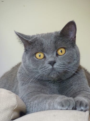 Lost British Shorthair tabby named Ginger in Terrebonne