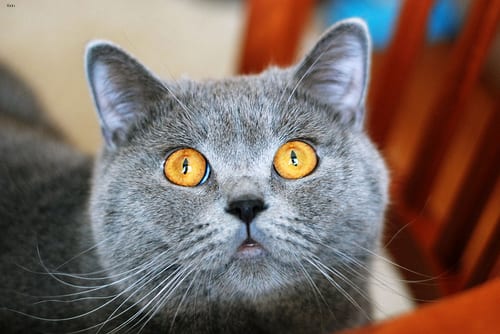 Lost British Shorthair tabby named Misty in Toronto