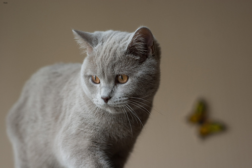 Lost British Shorthair black named Jasper in Cobourg