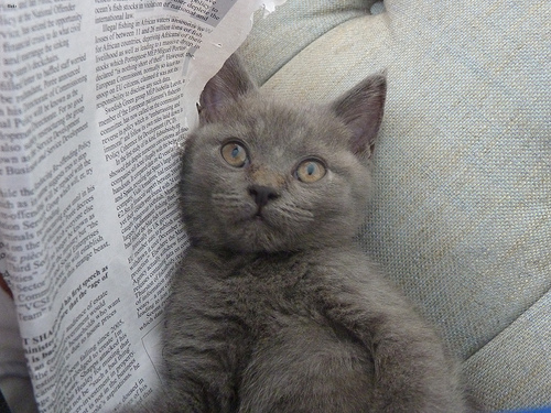 Lost British Shorthair grey tabby named Sophie in Cochrane