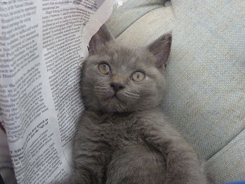 Lost British Shorthair grey tabby named Sophie in Cochrane