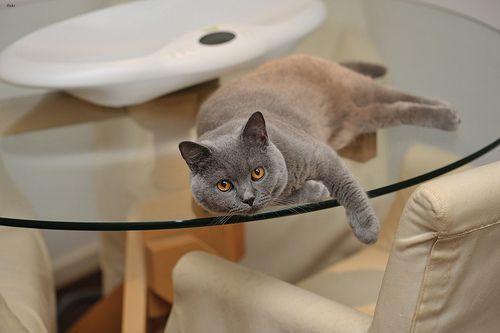 Lost British Shorthair grey named Tiger in Shawinigan