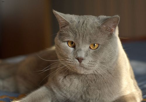 Lost British Shorthair cream named Misty in Innisfil