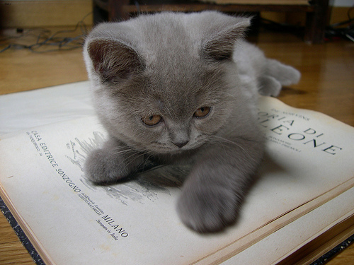 Lost British Shorthair cream named Misty in Cornwall