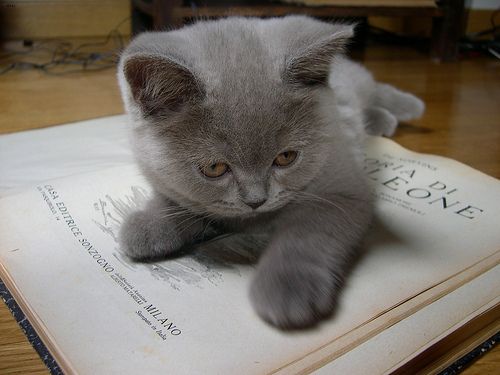 Lost British Shorthair cream named Misty in Cornwall
