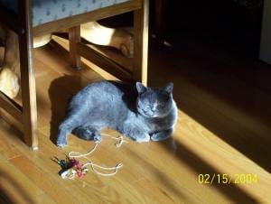 Lost British Shorthair tortoiseshell named Tiger in Cornwall