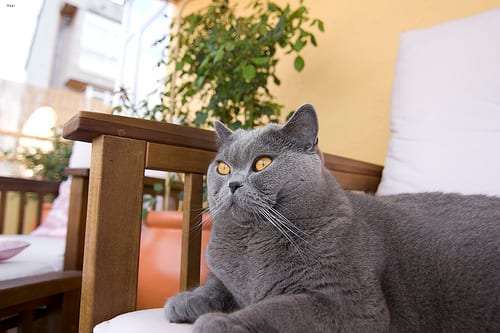 Lost British Shorthair grey named Simba in Brockville
