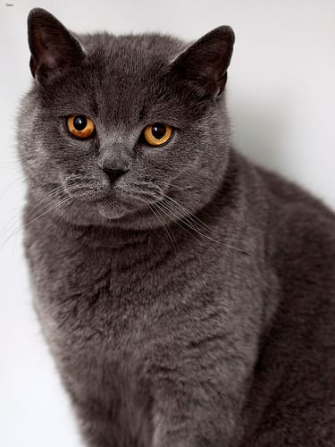 Lost British Shorthair cream named Simba in Toronto