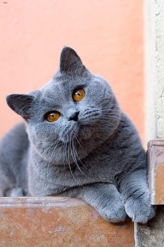 Lost British Shorthair black and white named Tiger in Milton