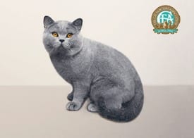 Lost British Shorthair grey tabby named Salem in Sarnia