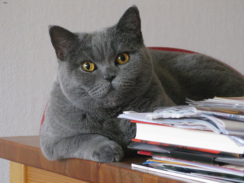 Lost British Shorthair tabby named Toby in Cobourg
