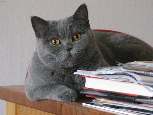 Lost British Shorthair tabby named Toby in Cobourg