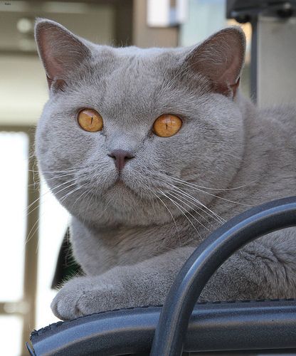Lost British Shorthair cream named Lola in Toronto
