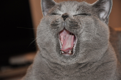 Lost British Shorthair black named Salem in Vancouver