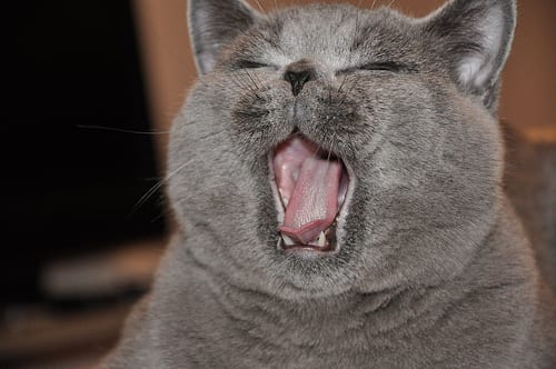 Lost British Shorthair black named Misty in Fredericton