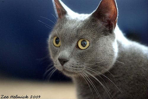 Lost British Shorthair white named Penny in Prince Albert