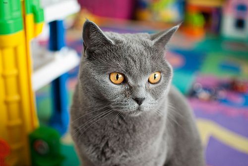Lost British Shorthair white named Misty in Saint-Hyacinthe